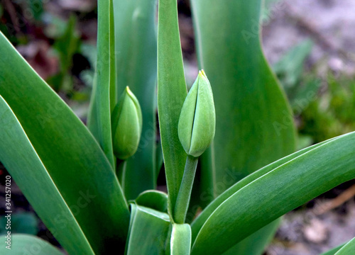 Young and fresh green tulip bud in the garden . Spring tulip closed bud macro