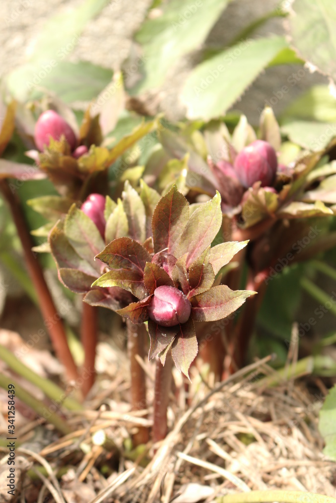ciemiernik wschodni Helleborus orientalis