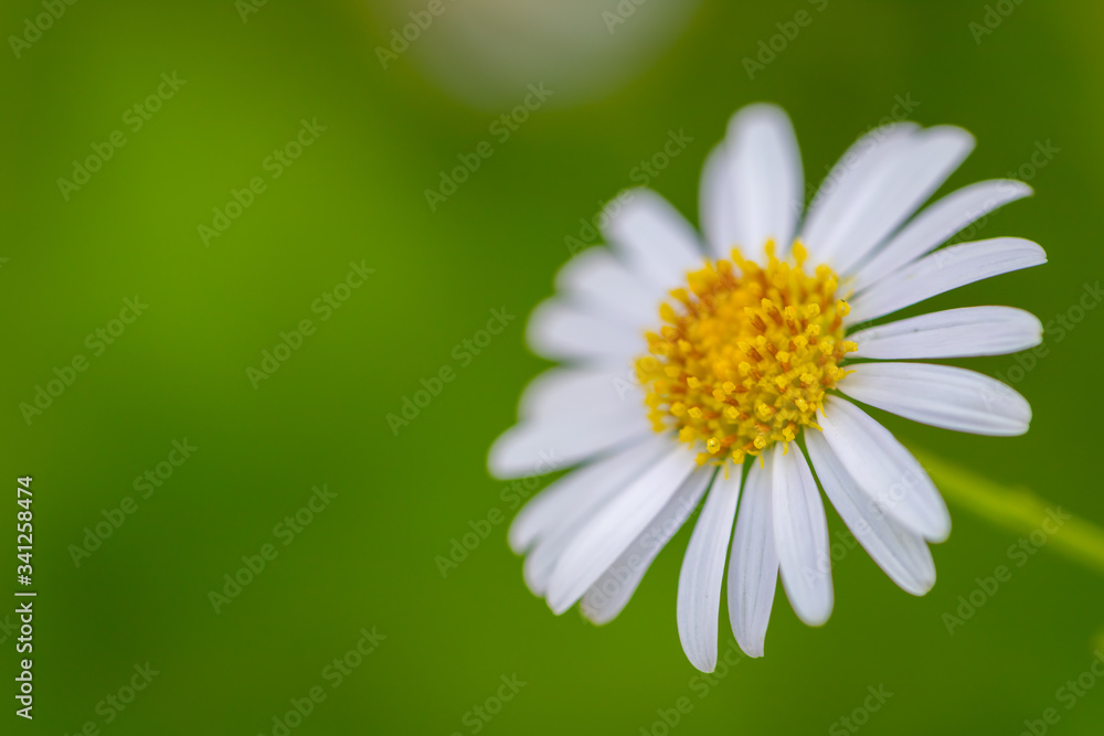 White Daisy flower in nature with background White Daisy flower in nature with background