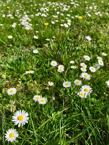 Outdoor closeup of seasonal wild nature in a grass backyard in Europe during early springtime (April, May) with a beautiful flower bed of fresh white common lawn daisies (bellis perennis) blooming