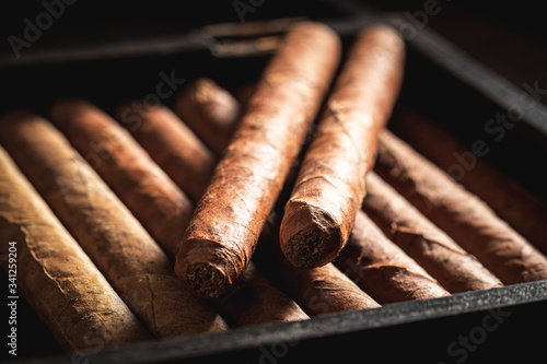 Closeup of rich smelling cigars lay in wooden humidor