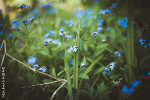 close up of sunlit forget-me-nots shalllow depth of field photo