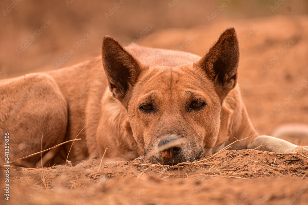 Fototapeta premium portrait of a brown dog