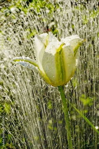 Tulpe im Regen photo