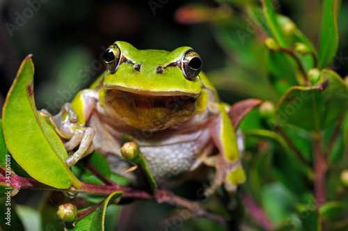 Mediterranean tree frog / Mittelmeer-Laubfrosch (Hyla meridionalis)  photo