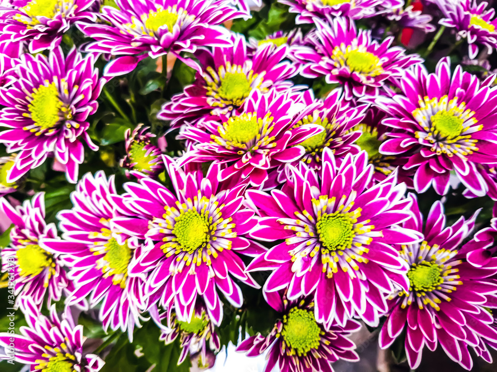 Bouquet of chrysanthemum flowers close-up as a background Bouquet of chrysanthemum flowers close-up as a background