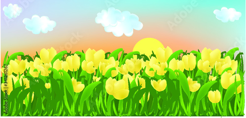 spring landscape with grass and yellow tulip flowers field with sunset and cloud in background