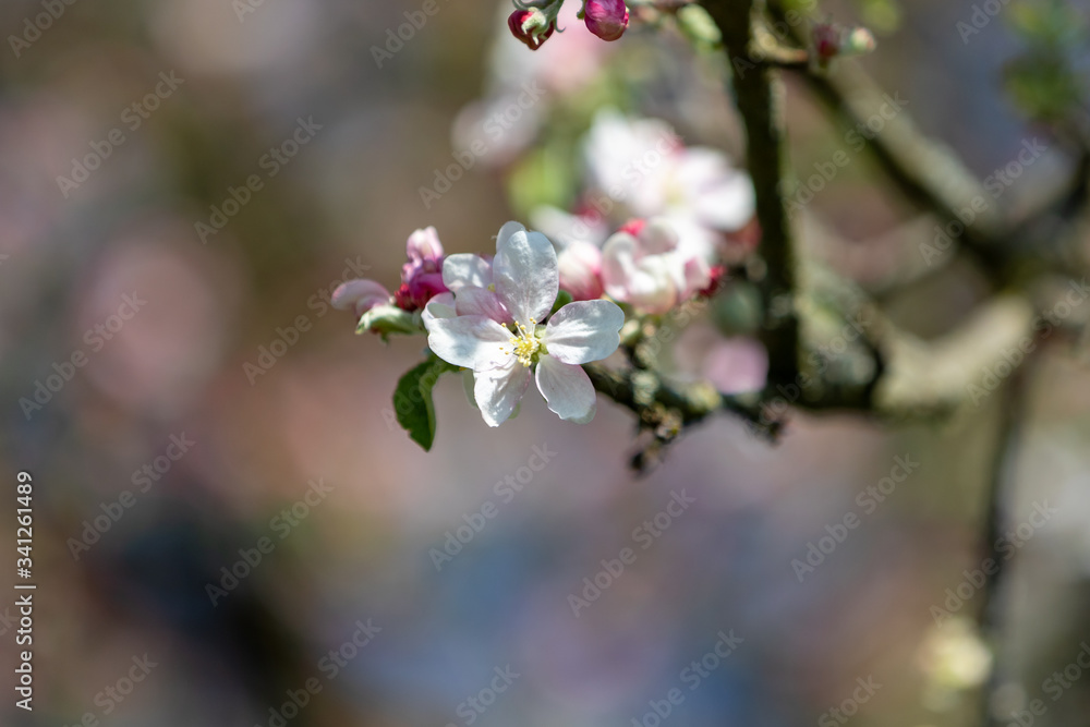 Apfelbaumblüte vor Blütenbokeh Apfelbaumblüte vor Blütenbokeh