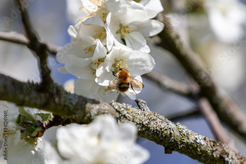 Biene in Apfelbaumblüte vor blauem Himmel