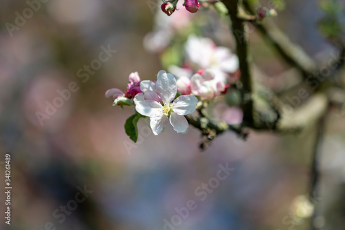 Apfelbaumblüte vor Blütenbokeh © JayAr