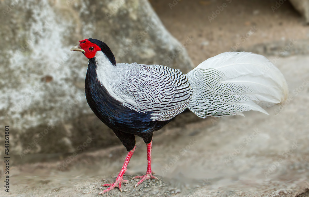 Fototapeta premium Silver Pheasant is cleaning, feathers and looking for food.