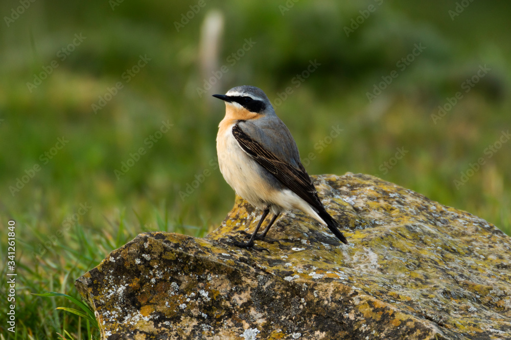 Obraz premium Wheatear perched on a rock