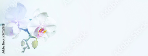 White banner with branch of orchid, tender composition