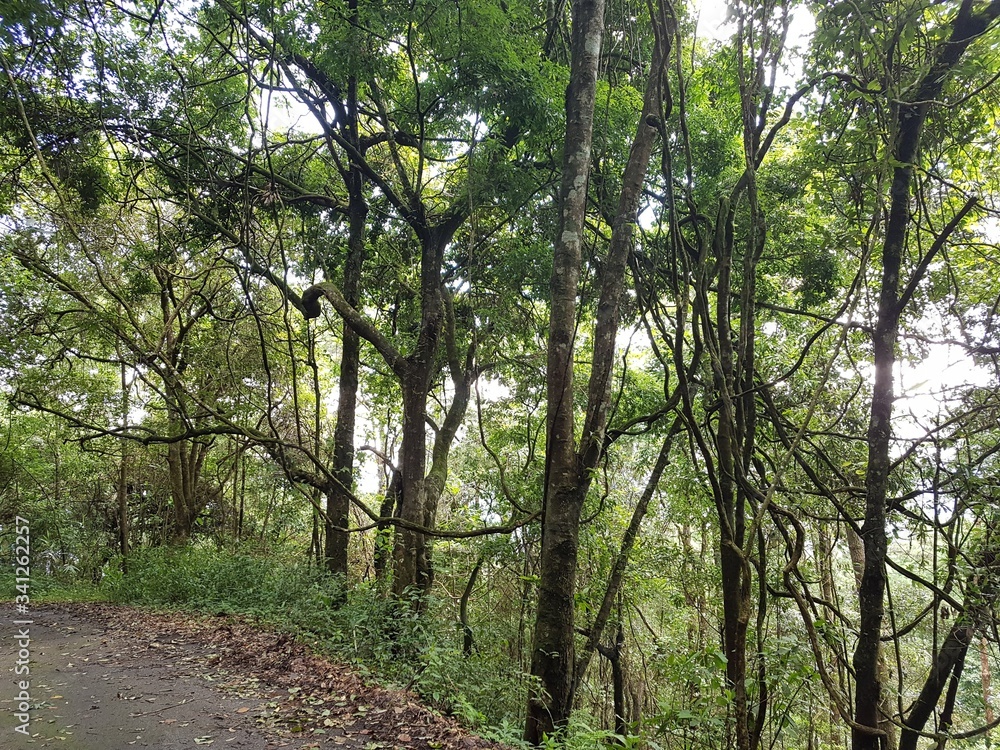 Trees path jungle walk hiking peak doi pui view point north chiang mai thailand Trees path jungle walk hiking peak doi pui view point north chiang mai thailand