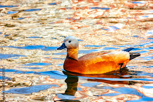 Wild duck Ogary swims on the lake. photo