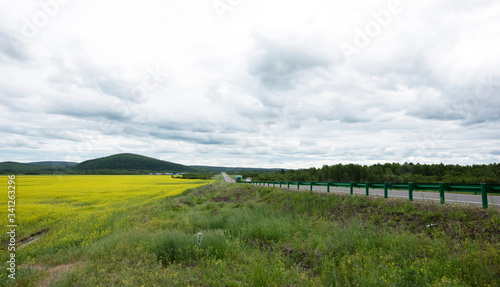 landscape of yellow rape flowers and forest in Hulunbuir