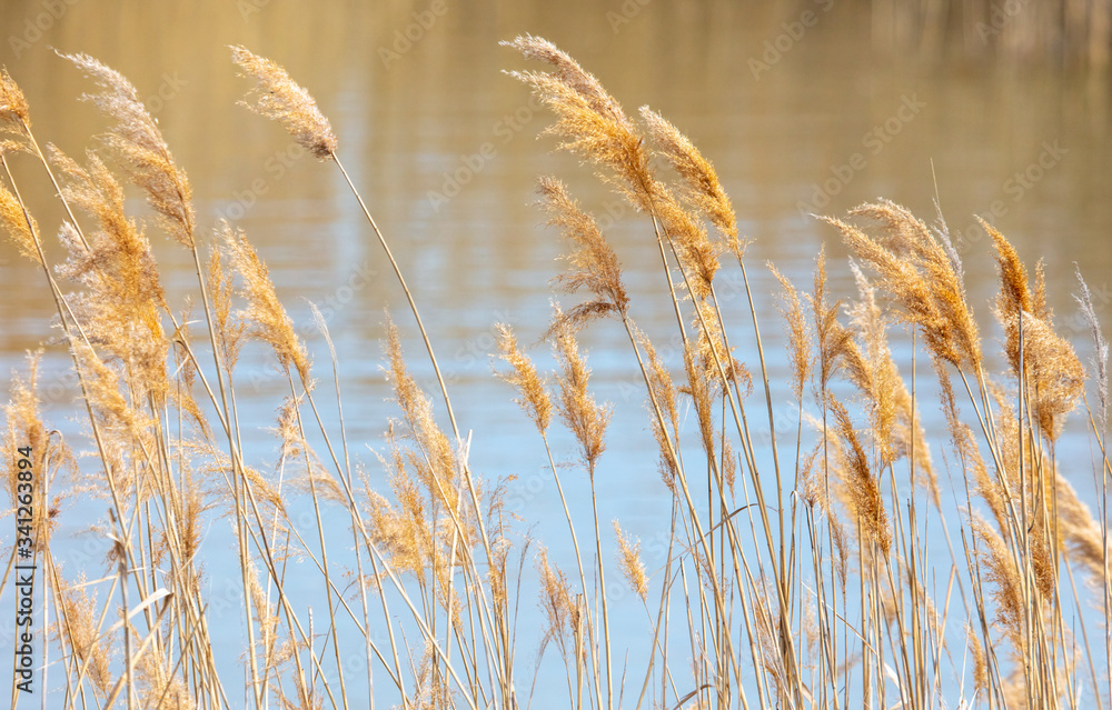 Fototapeta premium The reeds on the lake.