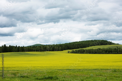 landscape of yellow rape flowers and hills in Hulunbuir