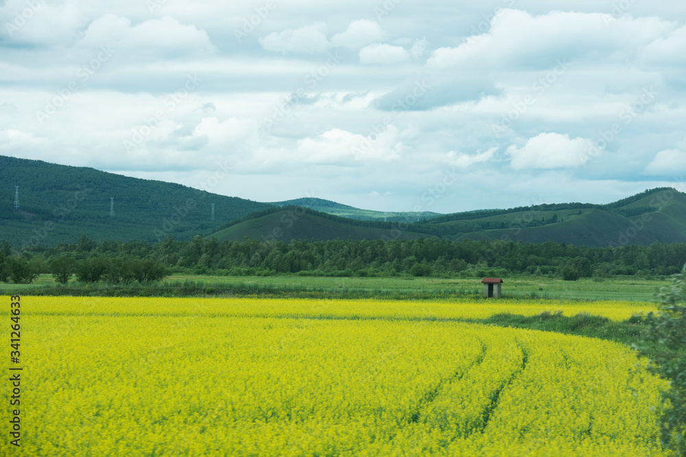 landscape of yellow rape flowers and green hills in Hulunbuir