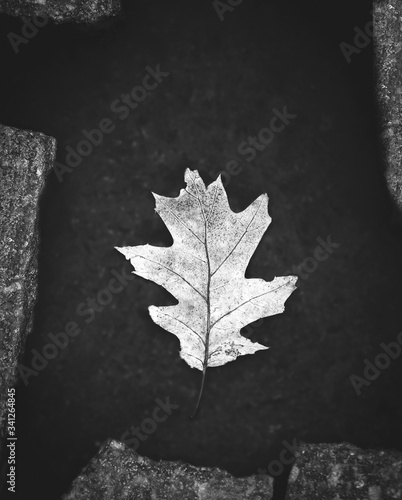 oak leaf lies on the pavement, black and white photo, autumn