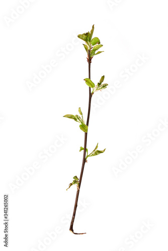 Plant branch with buds and small leaves isolated on white background