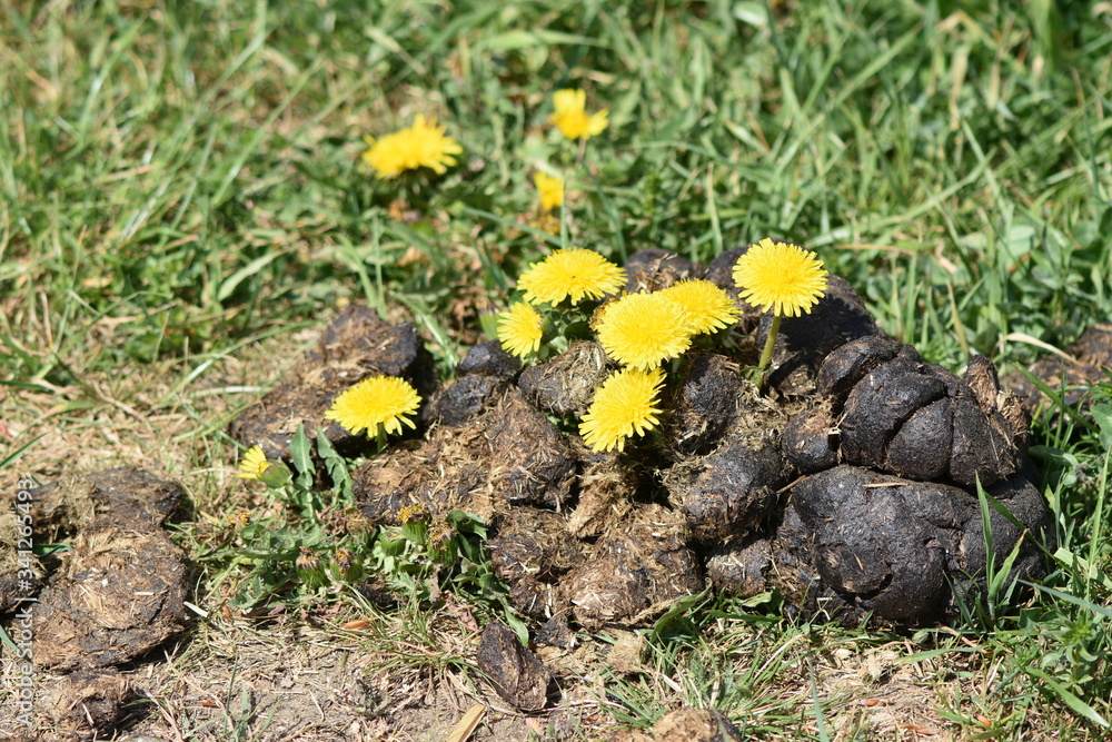 Naturdünger