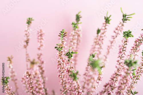 Beautiful pink heather flowers background for wedding or love greetings