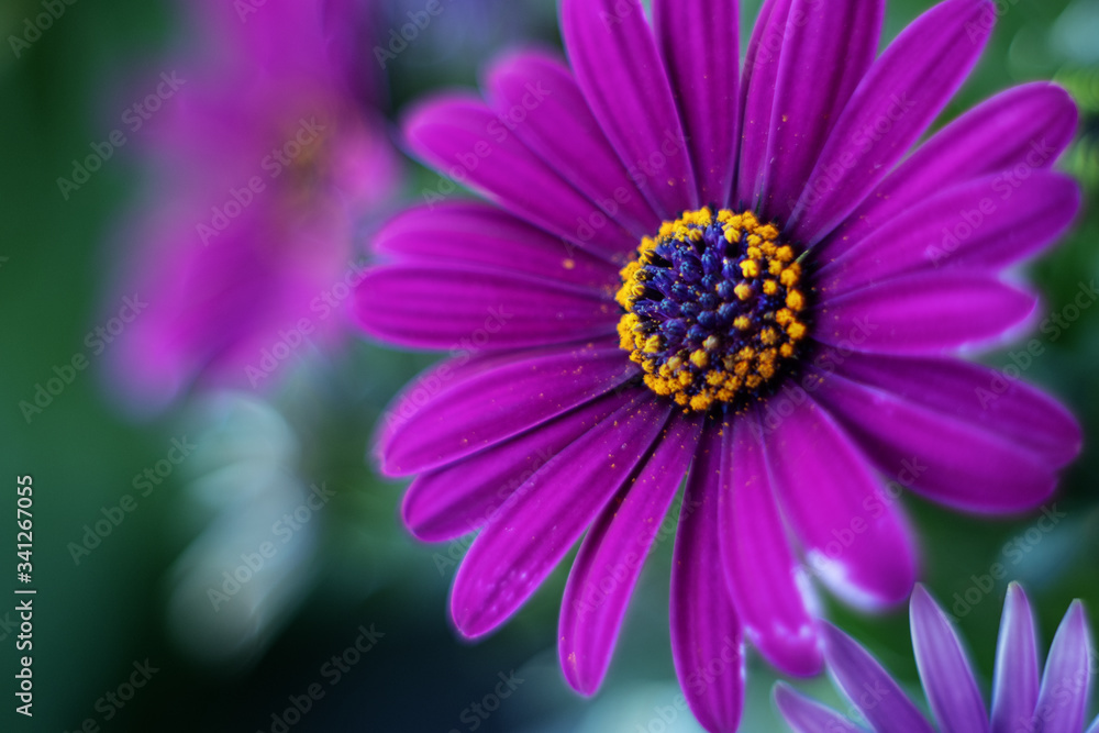 purple spanish daisy closeup with soft focus purple spanish daisy closeup with soft focus