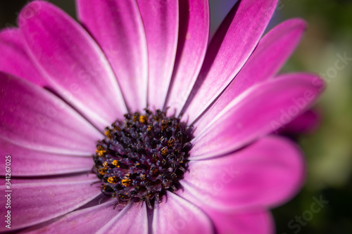 purple spanish daisy closeup with soft focus