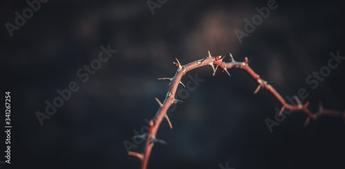 old withered bush in a spider web in autumn at sunset, close-up