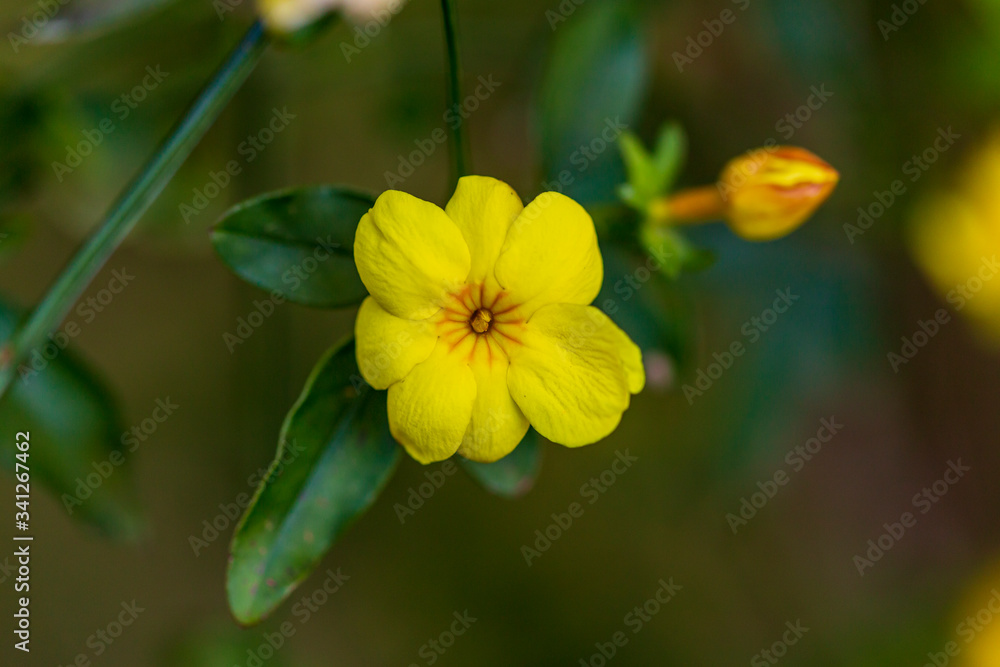 yellow spring flowers against a blurred background. Spring blooming tree yellow spring flowers against a blurred background. Spring blooming tree