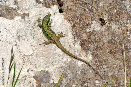 Iberian rock lizard / Iberische Gebirgseidechse (Iberolacerta monticola cantabrica), male / Männchen - Covadonga, Spain photo