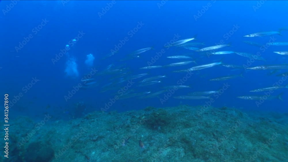 barracuda fish underwater schooling together barracudas under ocean scenery in blue water barracuda fish underwater schooling together barracudas under ocean scenery in blue water
