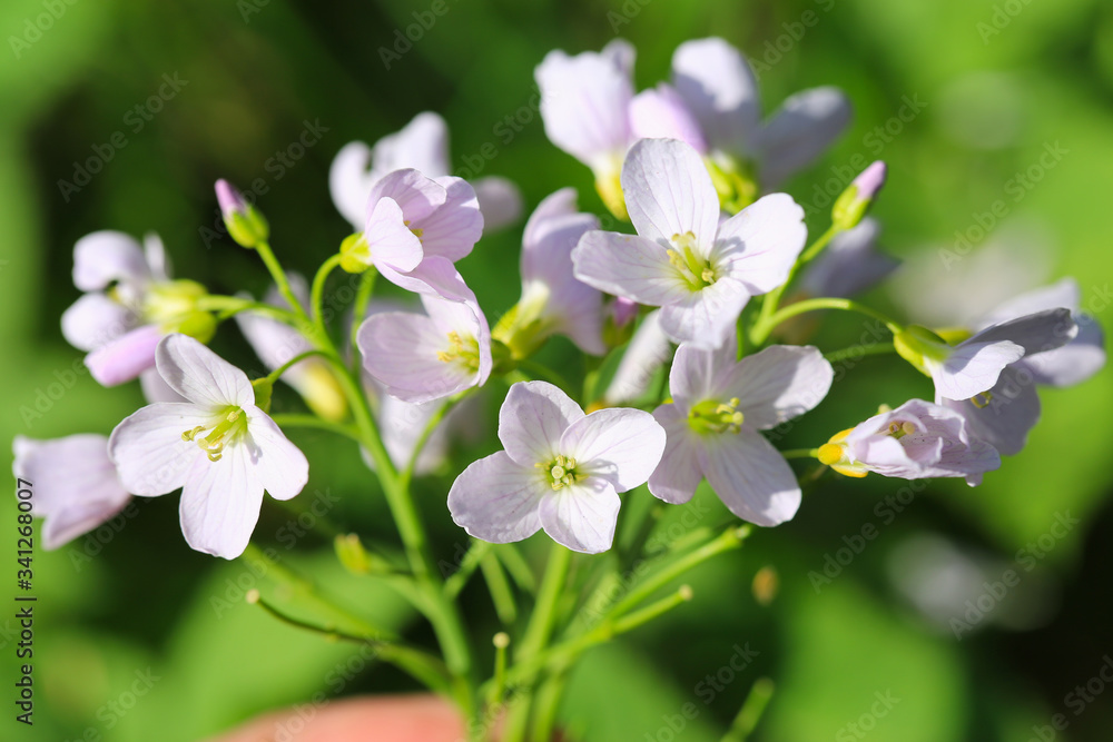 Beautiful blooming cuckoo flower in sunny April Beautiful blooming cuckoo flower in sunny April