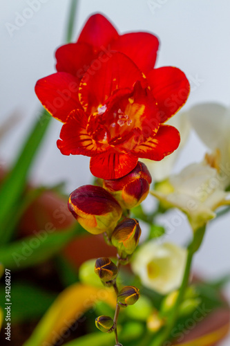 Freesia flowering plants in spring natural light