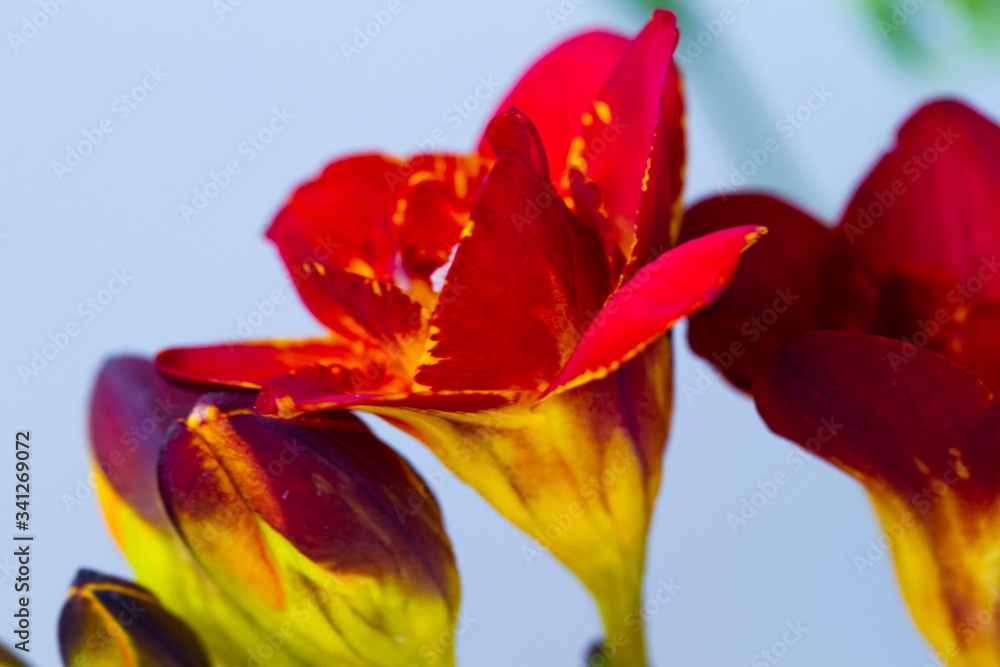 Freesia flowering plants in spring natural light Freesia flowering plants in spring natural light