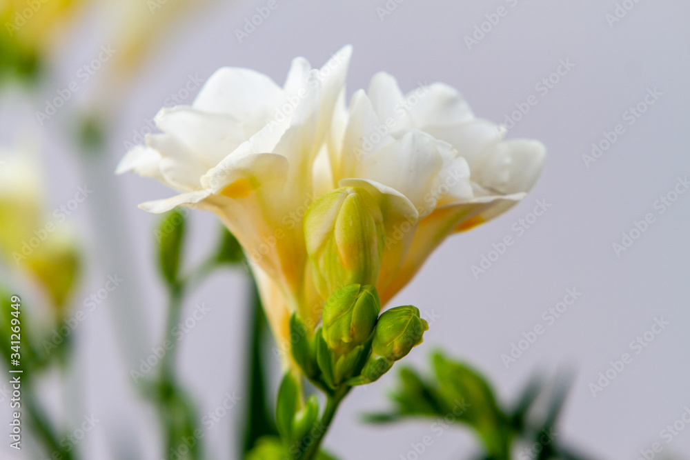 Naklejka premium Freesia flowering plants in spring natural light