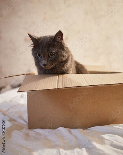 gray cat with big green eyes sits in cardboard