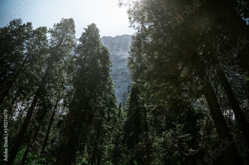 Forests of Yosemite National Park
