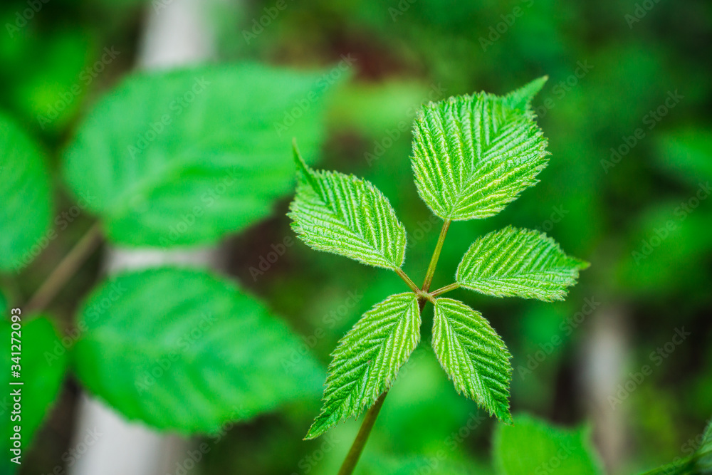 Blackberry plant in the garden. Selective focus.
Blackberry plant in the garden. Selective focus.