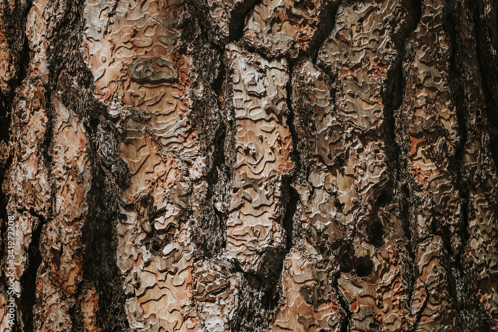 Bark of a tree Bark of a tree
