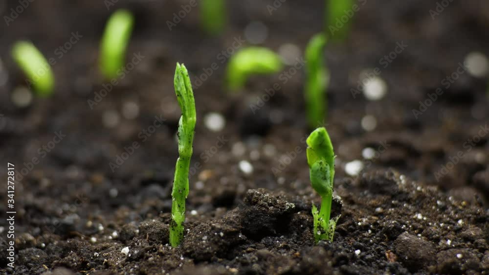 Growing Plants in Spring Timelapse, sprouts germination in greenhouse, Agriculture Growing Plants in Spring Timelapse, sprouts germination in greenhouse, Agriculture