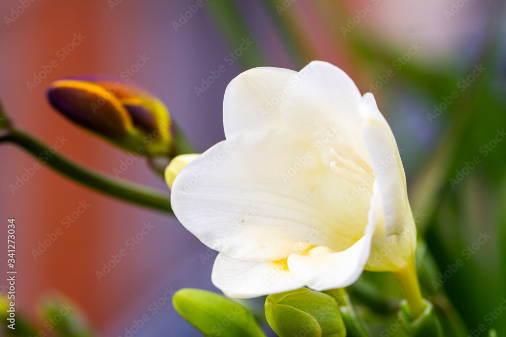 Freesia flowering plants in spring natural light