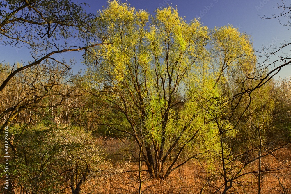 Beautiful morning in spring forest Beautiful morning in spring forest