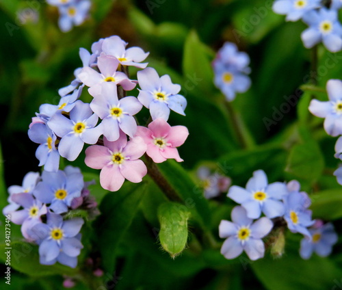 Blue forget-me-not flowers close up