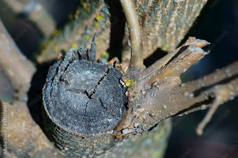 Obraz premium close up of a tree
