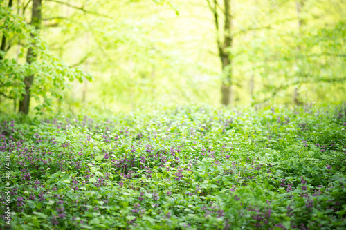 Spring and nature background concept, green grass and larkspur field in close-up with blurred forest with trees and sunlight.
