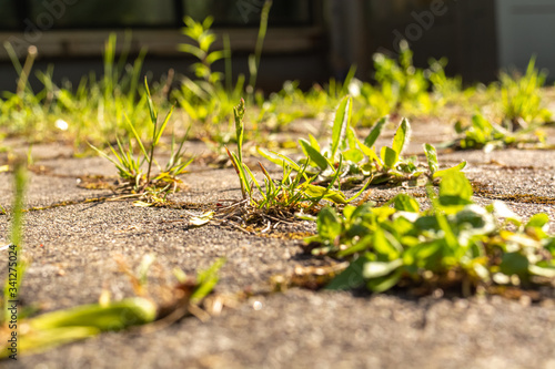 weed on a street in the spring