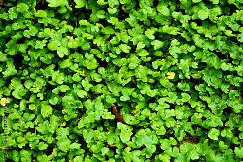 Portulaca oleracea or portulac in bulk as herb salad in the kitchen wild herbs