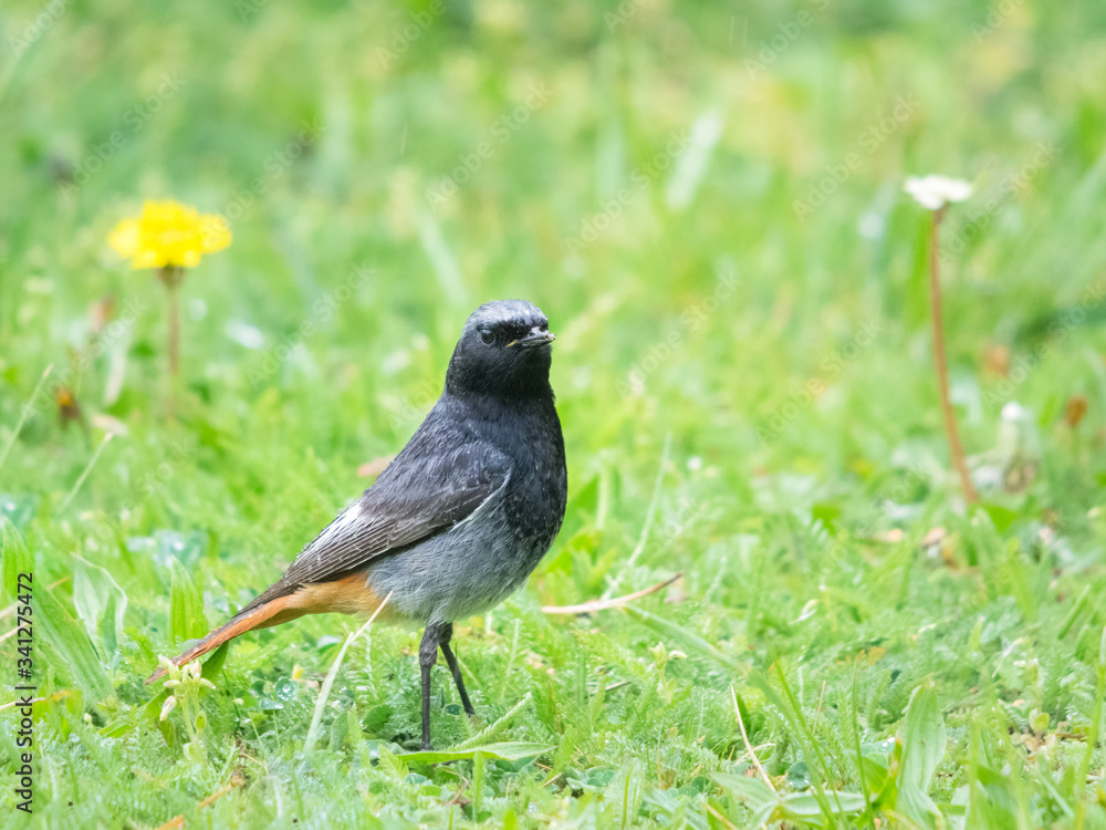 Fototapeta premium Male radstart bird in a meadow in the rain